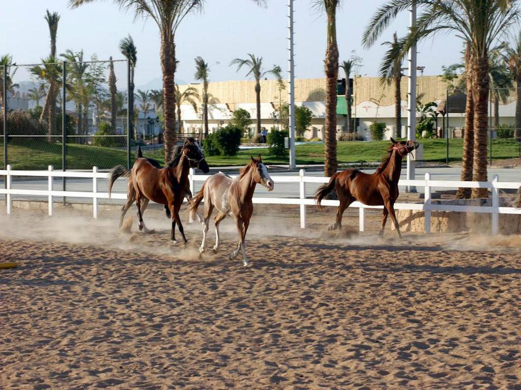 Concorde El Salam Sharm El Sheikh Sport Hotel Bagian luar foto